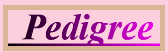 Dora's Pedigree