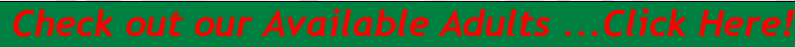 Available Adults