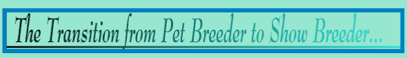 pet-show transition